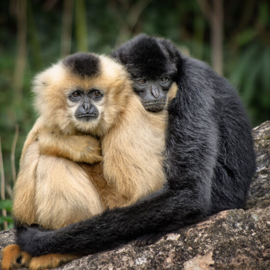 A pair of yellow cheeked crested gibbons hugging in Cambodia