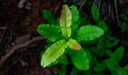 Green growth