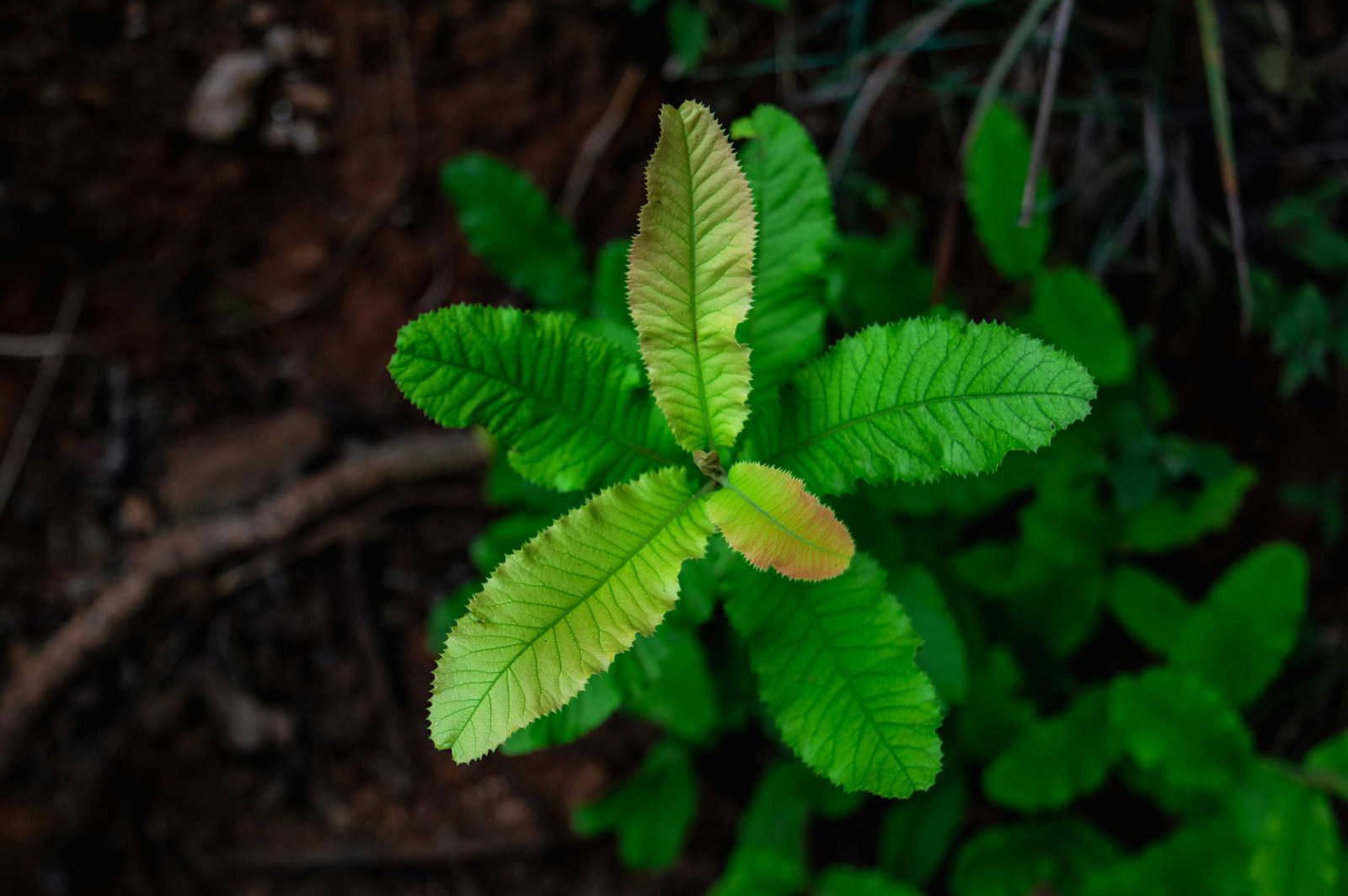 Green growth